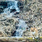 🪷 The Comfort of Denial