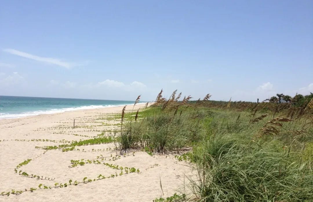 A wide view of Little Mud Creek Beach shows pale sand, sparse dune grass, and green vines leading to turquoise water beneath a clear blue sky. A wide view of Little Mud Creek Beach shows pale sand, sparse dune grass, and green vines leading to turquoise water beneath a clear blue sky.