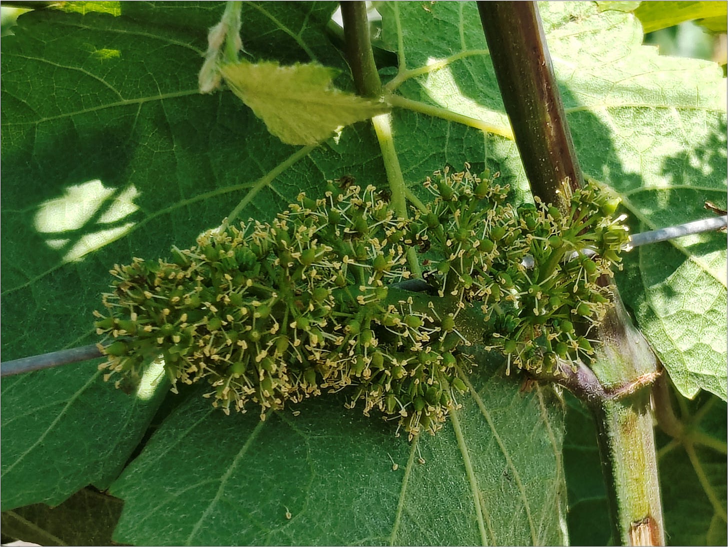 Pinot Noir flowers setting the 105 day countdown to harvest.