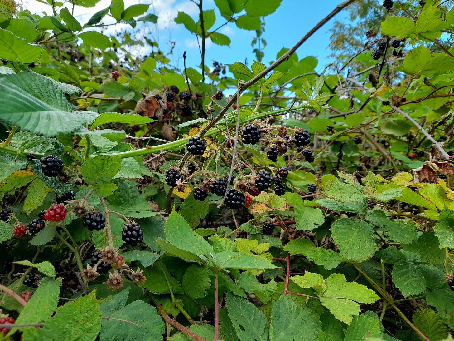 Bramble — Forest Farm Peace Garden