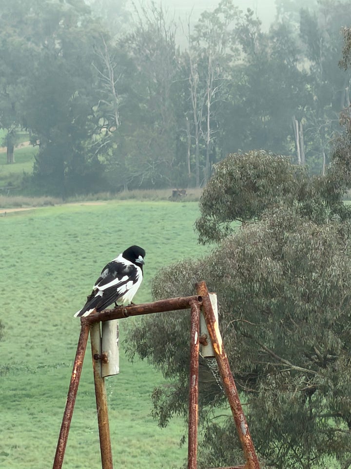 The night sky, A Pied Butcher Bird, the last of the basil and the chilli and capsicum still coming in strong!