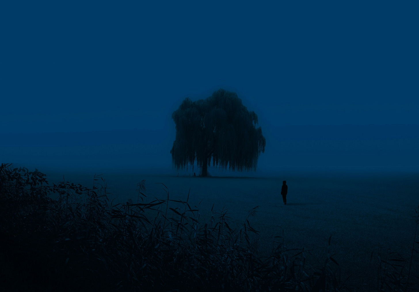 silhouette of person standing on grass field during night time, lost in the old growth