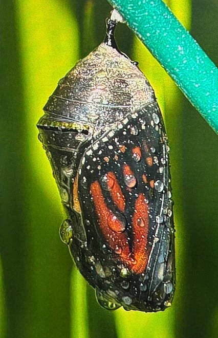 Monarch meditation: Butterfly struggles to survive with loss of habitat |  Daily Inter Lake