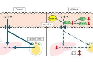 Researchers found that deficiency of proglucagon-derived peptides can reduce lipid uptake in the intestinal tract.