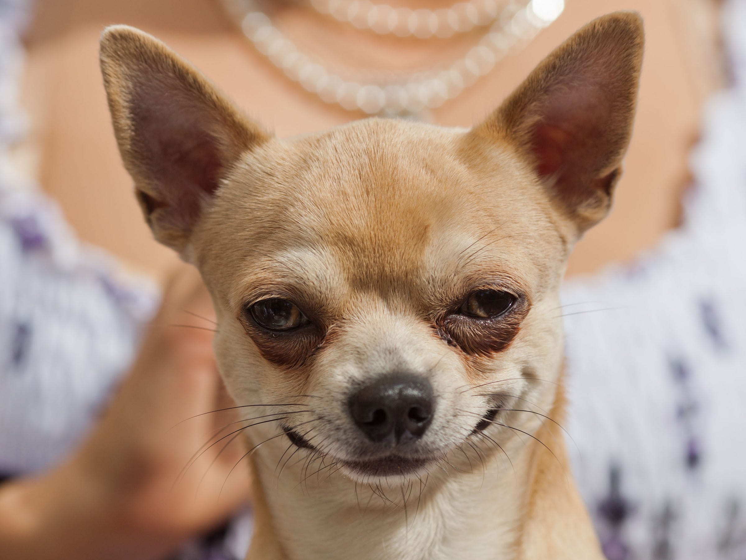 Extremely-Smug-Chihuahua Extremely-Smug-Chihuahua