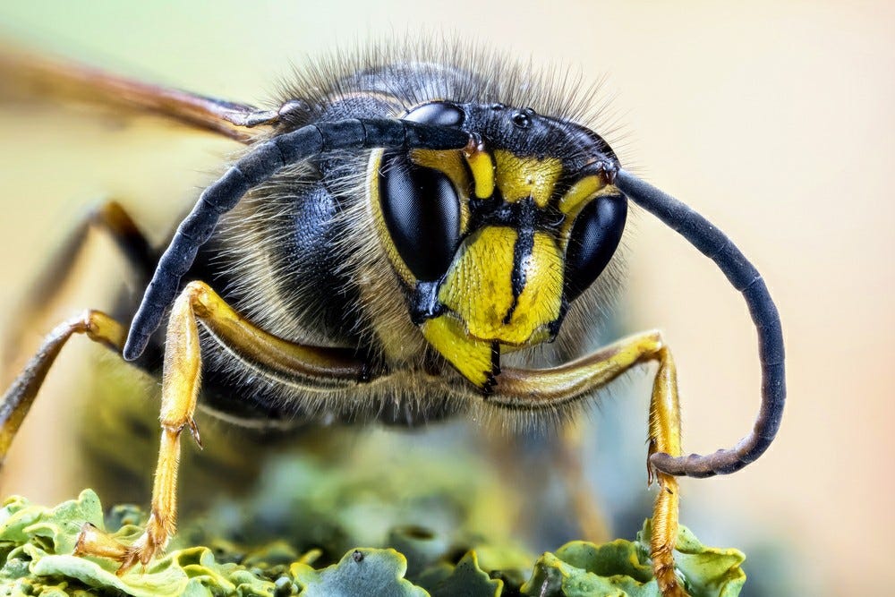 A close-up photo of a fierce yellow and black bee on green plant material. 