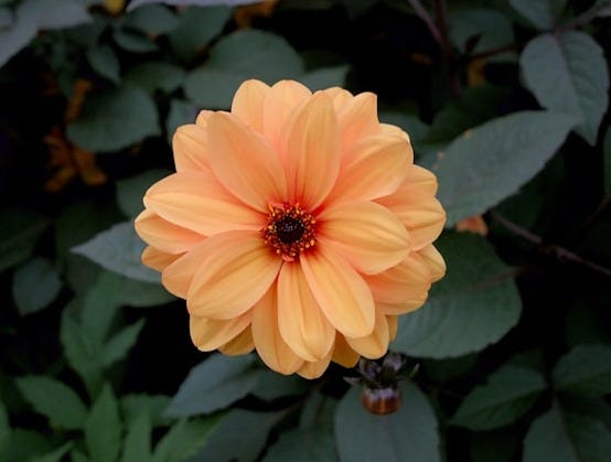 a large orange flower sitting on top of a lush green field