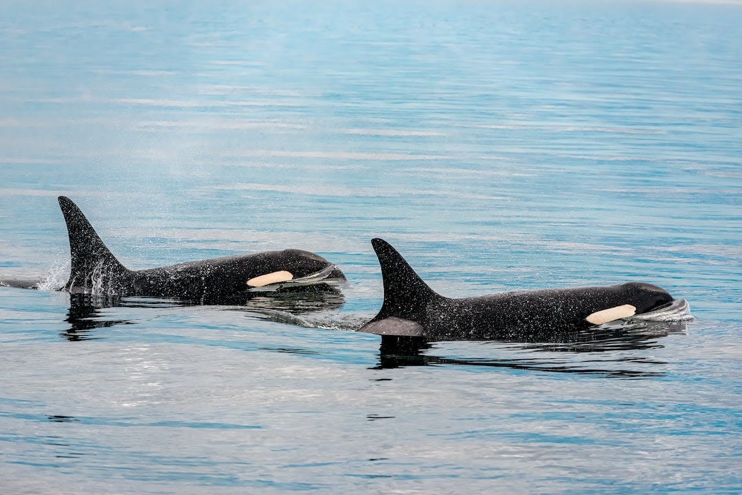 two black and white orca swimming in a body of water two black and white orca swimming in a body of water