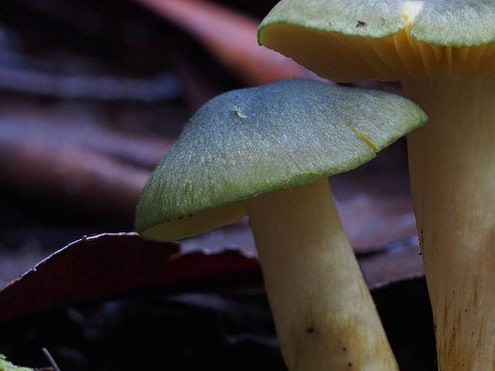 Cortinarius austrovenetus