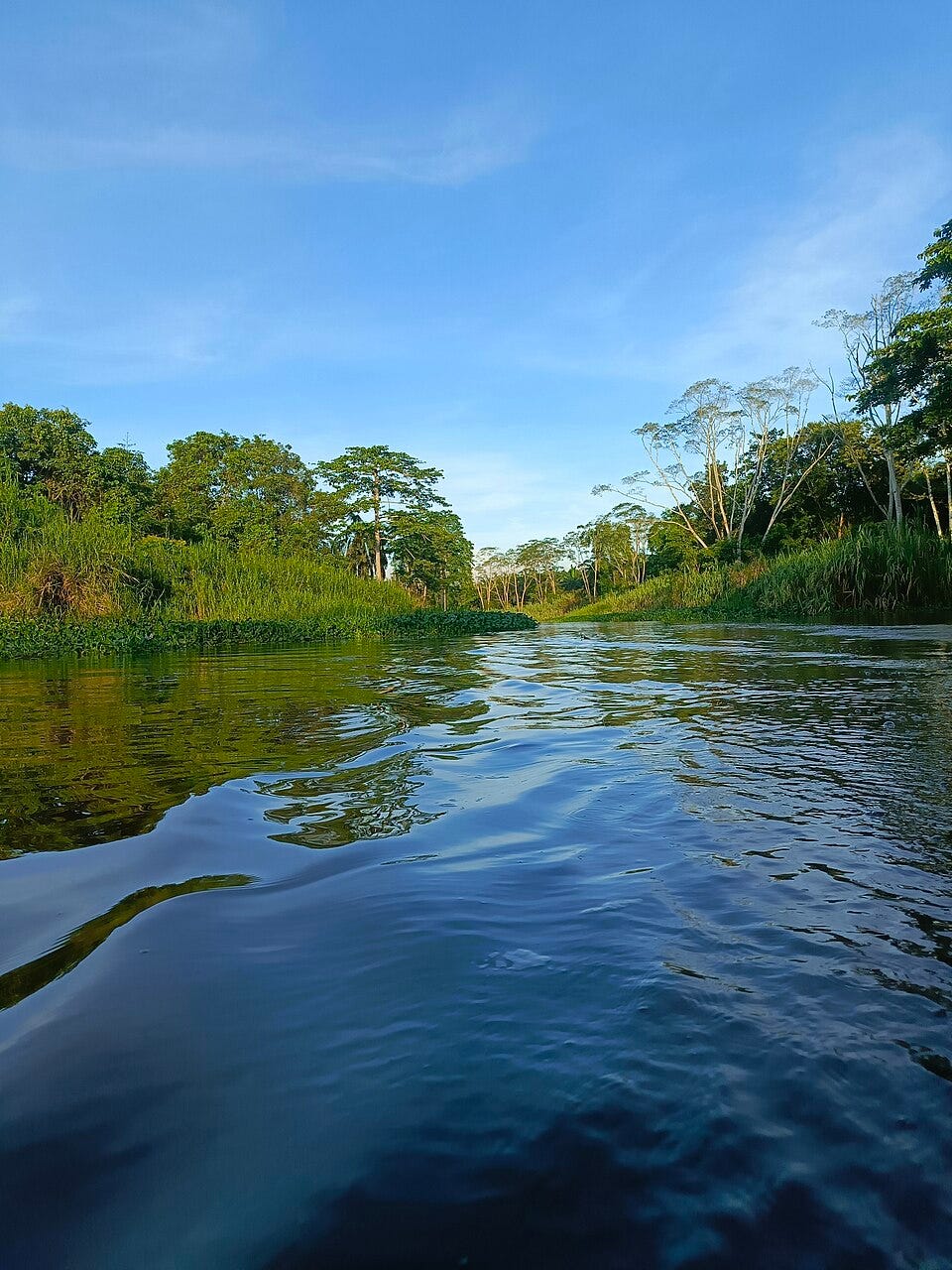 Kinabatangan offers an experience more akin to a safari activity than a nature tour. Not with long treks, the activities here are mostly done with small boats navigating the river at sunrise and sunset, the best times to see wildlife. Kinabatangan offers an experience more akin to a safari activity than a nature tour. Not with long treks, the activities here are mostly done with small boats navigating the river at sunrise and sunset, the best times to see wildlife.