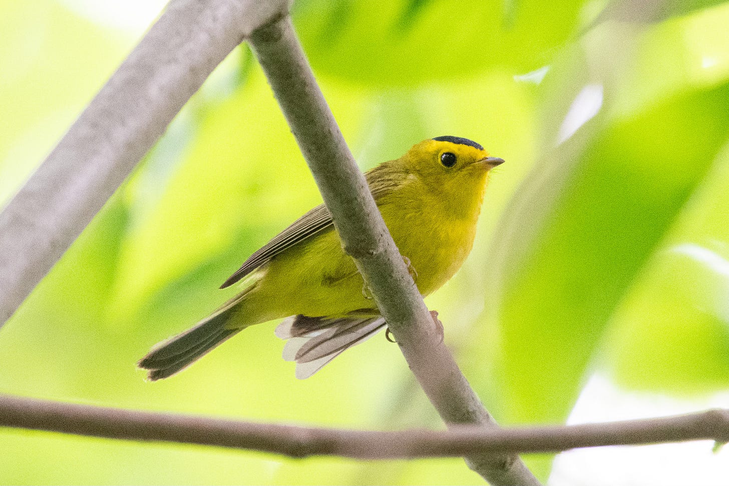 A small yellow bird with a midnight black skullcap is perched diagonally on a branch