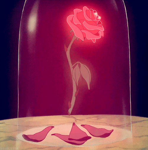 A simbologia da rosa em 