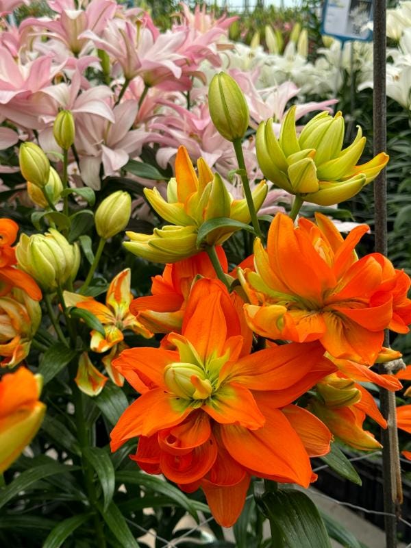 26 lilies you need to know now - by Mr Plant Geek 26 lilies you need to know now - by Mr Plant Geek