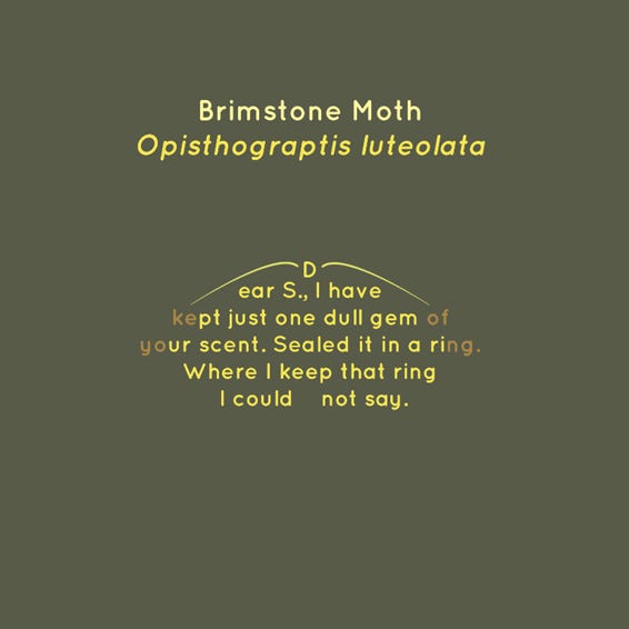 Poem in moth shape: Brimstone Moth, Opisthograptis luteolata, Dear S., I have kept just one dull gem of your scent. Sealed it in a ring. Where I keep that ring I could not say.