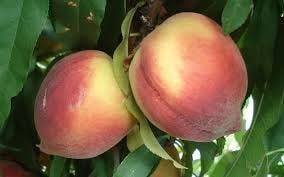Belle of Georgia Peach - 5 Gallon - Tree, Fruit - Fruit Plants | ToGoGarden