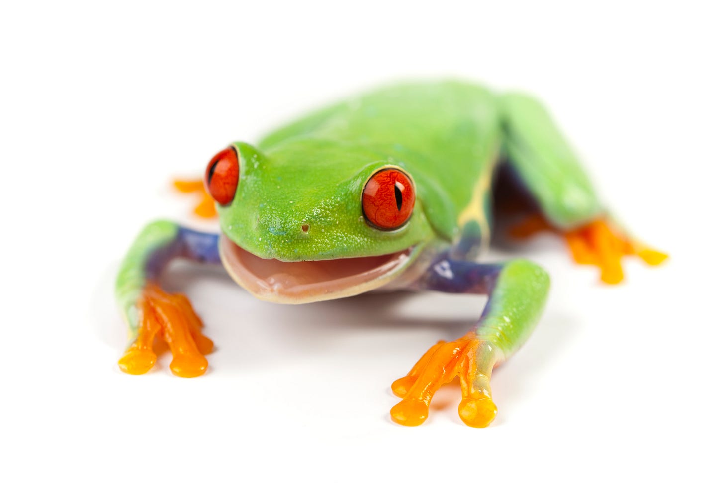 Green tree frog with red eyes and orange feet on a white background