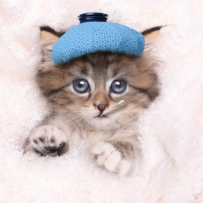Think Your Kitty Is Under The Weather? Here's How To Take Your Cat's  Temperature - Thermometer World