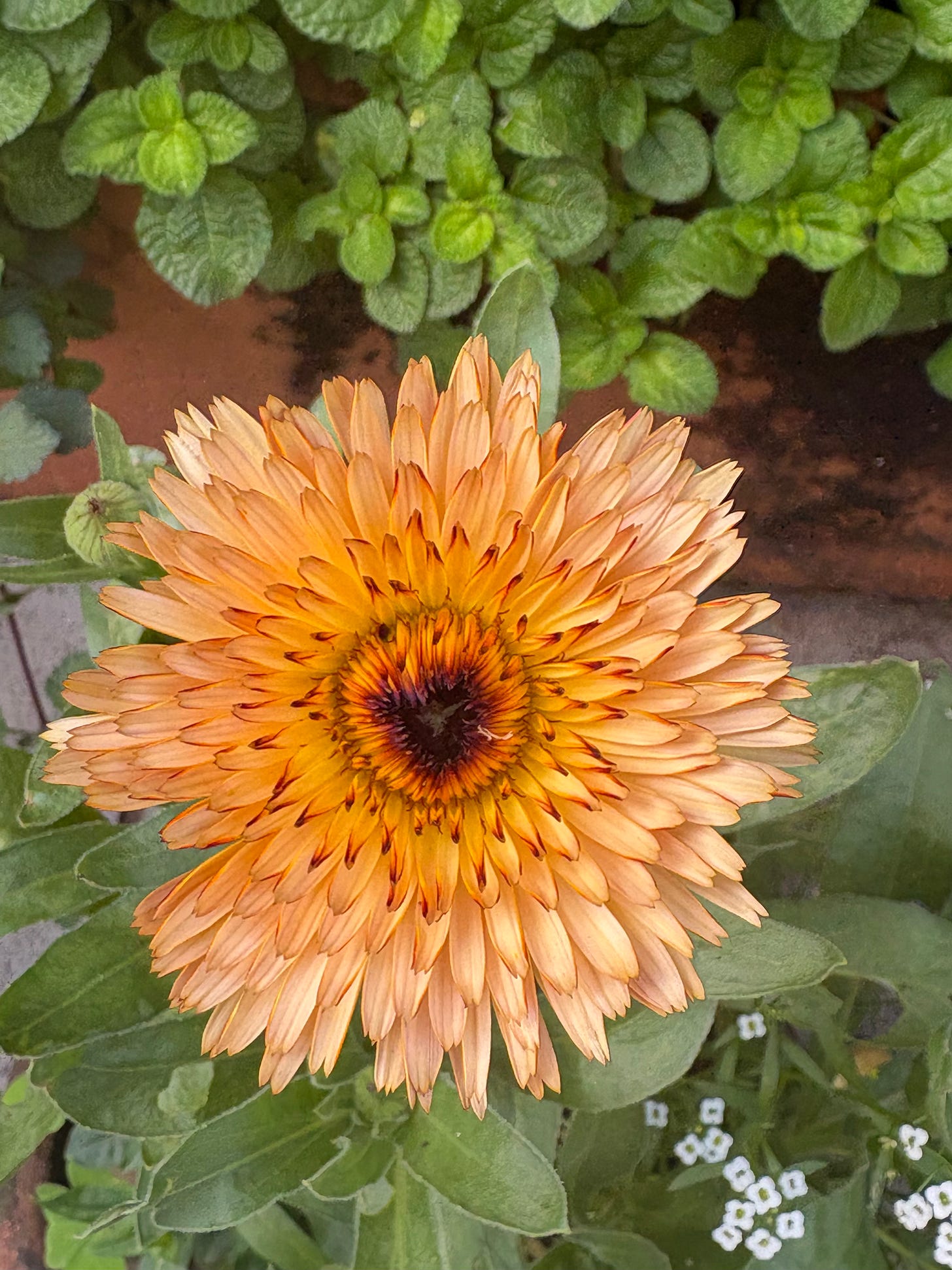 calendula flower in shades of bronze and rust calendula flower in shades of bronze and rust