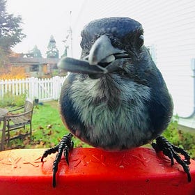 Backyard habitat project update