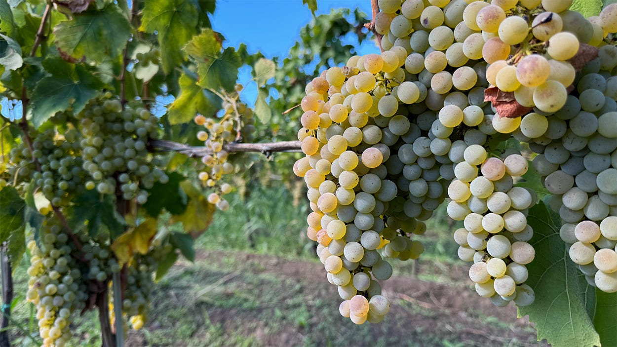 Closeup photograph of Carricante grapes hanging on the. They are large clusters and the grapes are gold in color. Closeup photograph of Carricante grapes hanging on the. They are large clusters and the grapes are gold in color.