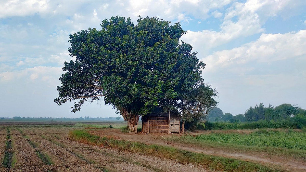 How Spirits Protect The Trees Across South Asia