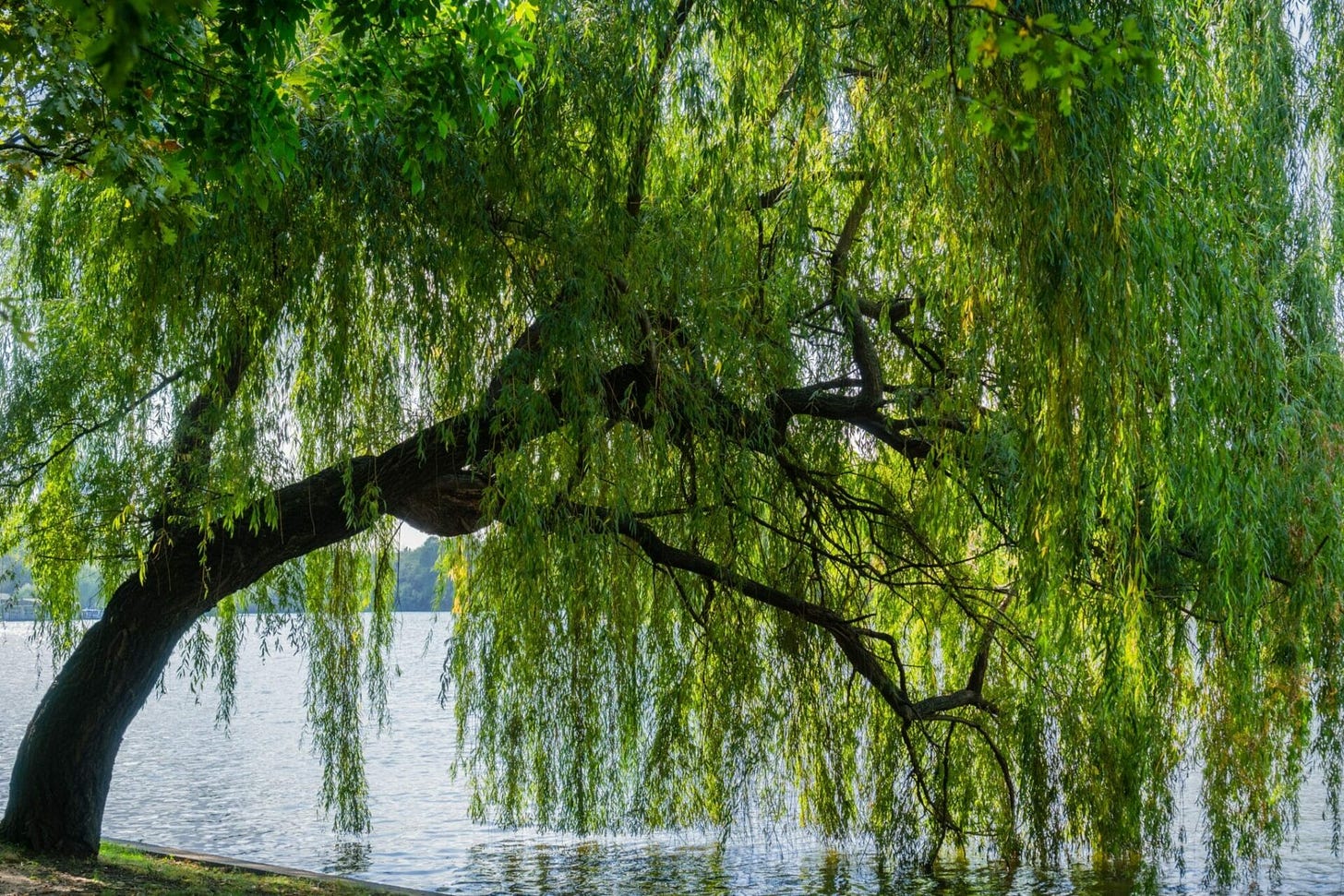 Everything You Need to Know About Weeping Willow Trees