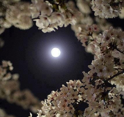 This may contain: the full moon shines brightly in the dark night sky over some white flowers on a tree branch