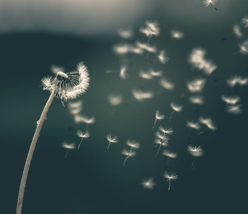 shallow focus of white dandelion