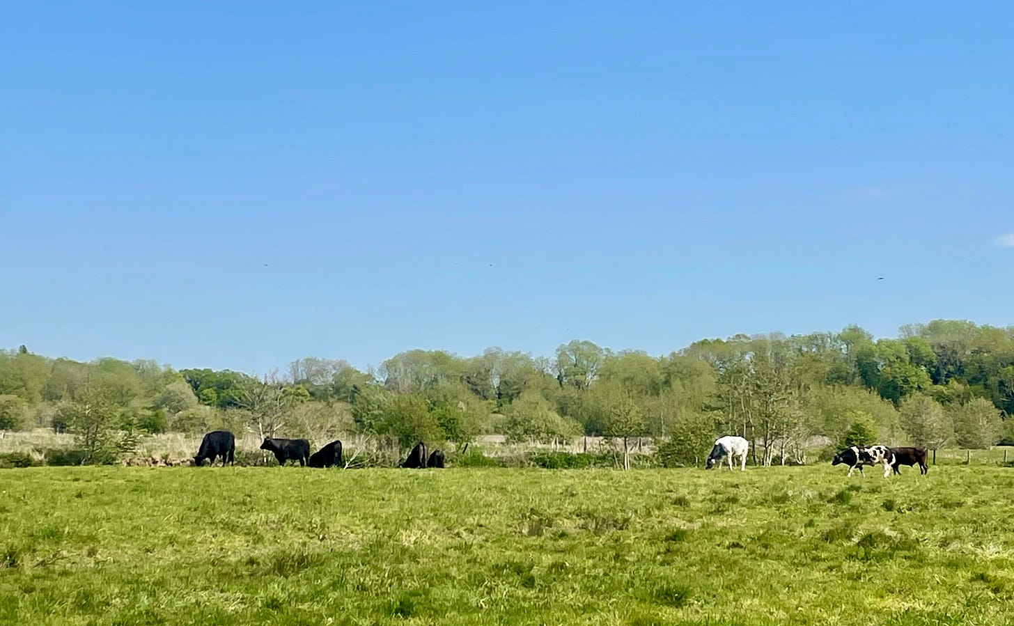 A bright blue sky with black cows beneath it, in flat green field