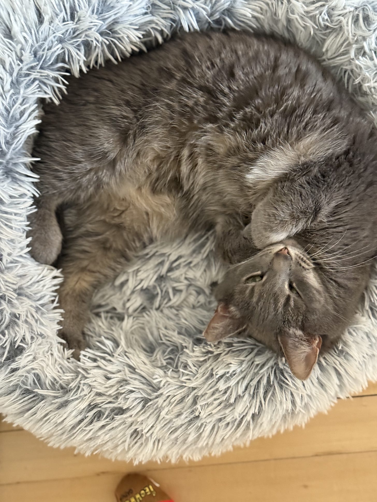 An image of the author's cat, Friday, curled up in a soft, light gray cat bed, looking at the camera with squinty sleepy eyes.
