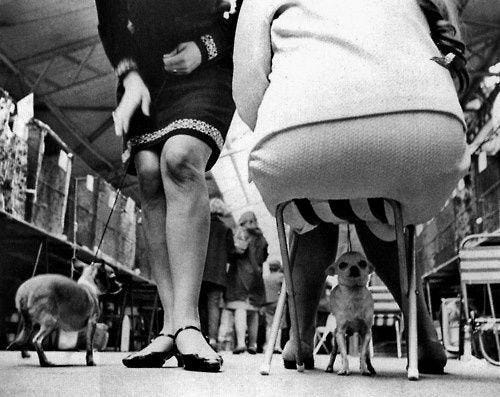 By Elliot Erwitt. His sense of humor was pretty awesome!  #blackandwhitephotographyvintage | Elliott erwitt photography, Elliott  erwitt, Documentary photography