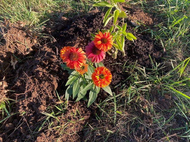 Crimson sunset echinacea