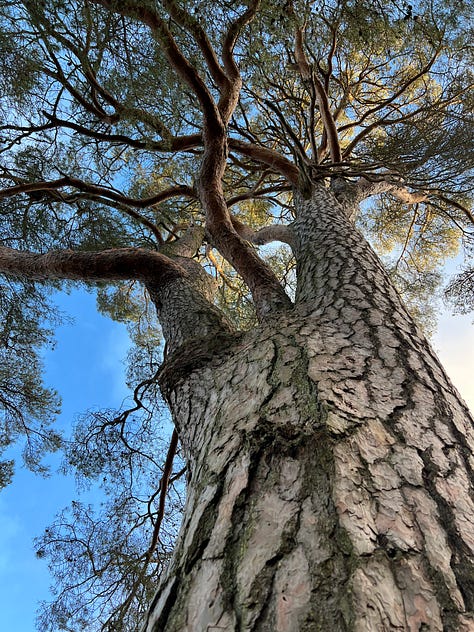 Three images of a tall pine tree, focusing on its rough bark