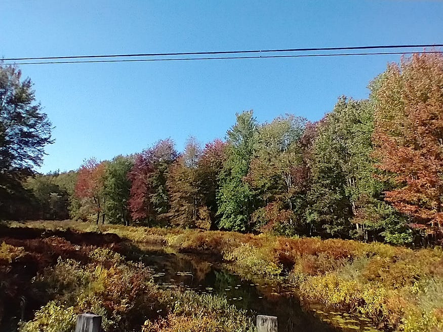 A wetland stream feeding into Upper Rock Lake in fall, blue skies, red and gold leaves on some of the trees, as seen from Opinicon Road.