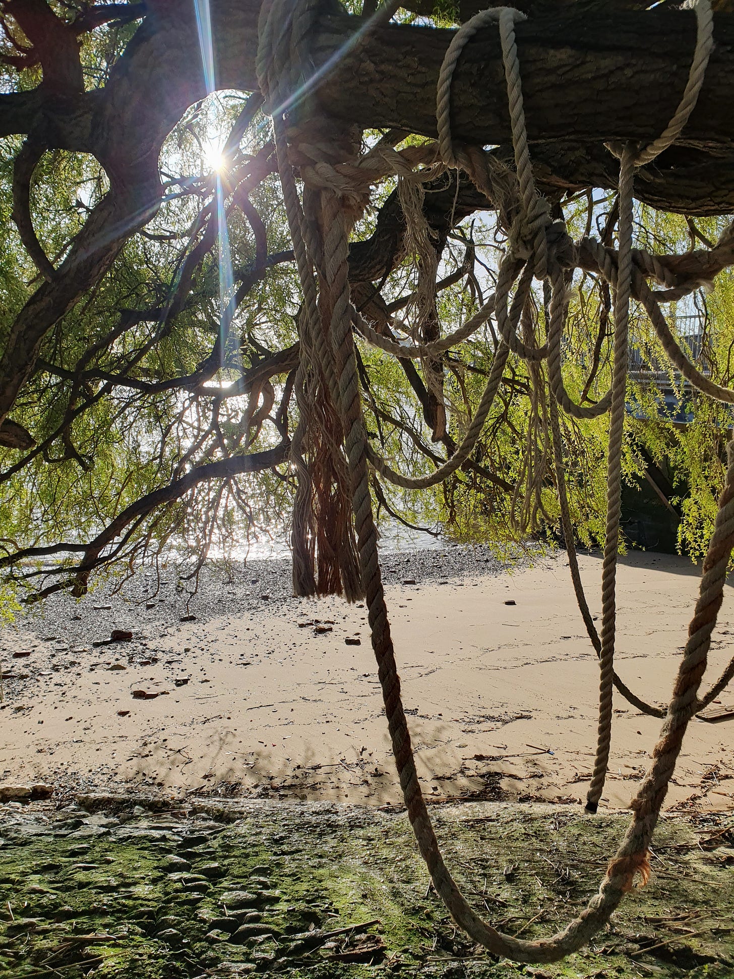 A picture of the sun shining through a tree with lots of green leaves, there is a rope swing attached to the tree and sand in the background