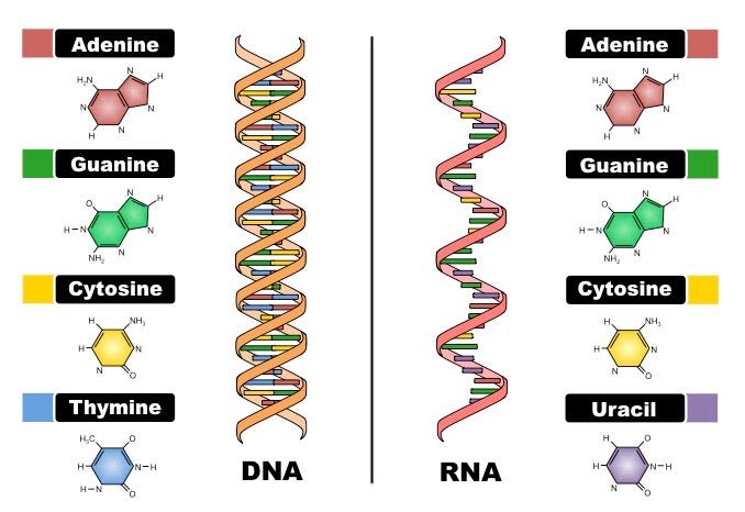 DNA vs RNA structure DNA vs RNA structure