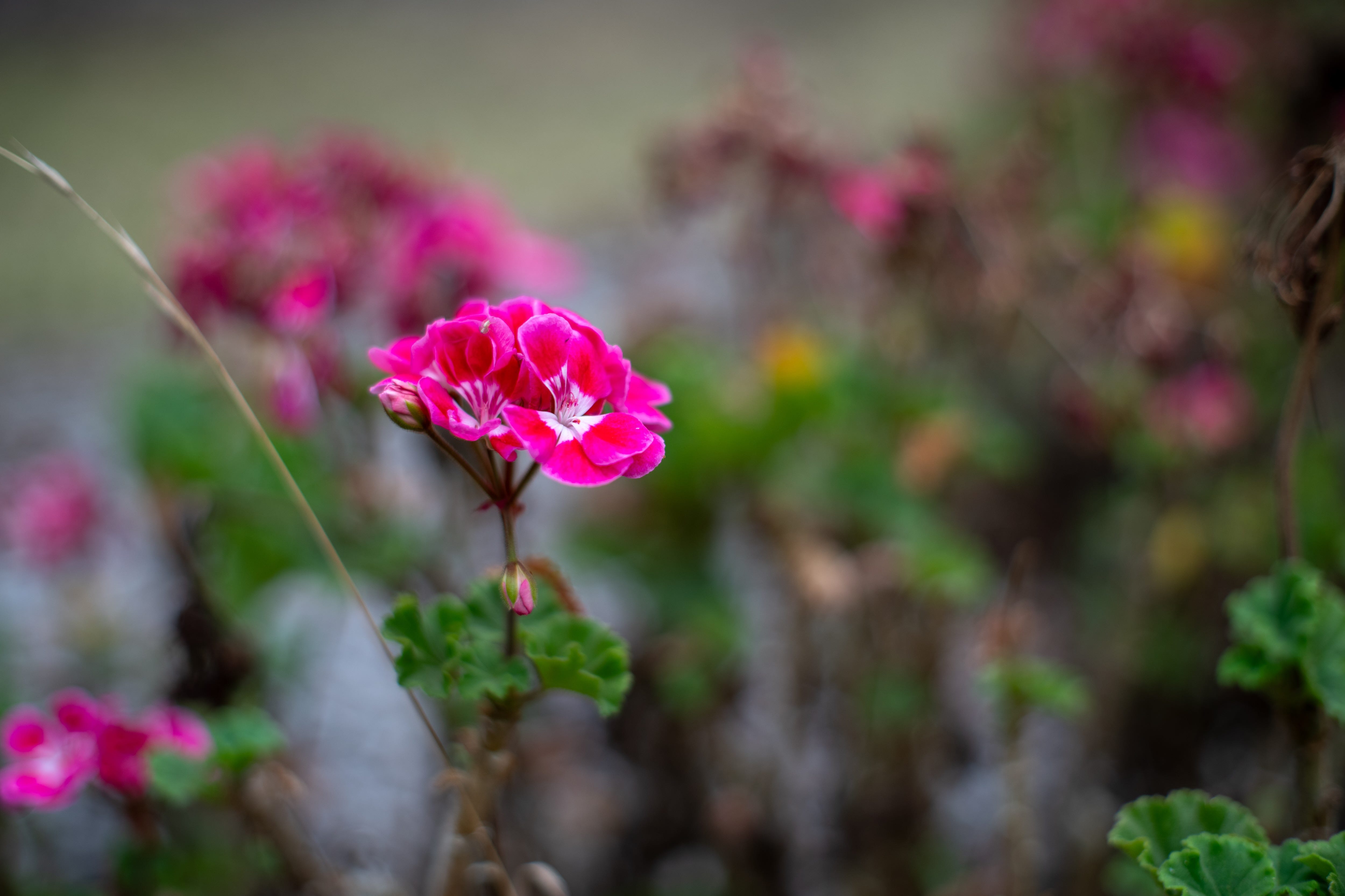 Super-Multi-Coated Takumar 50mm f/1.4 Lens Review