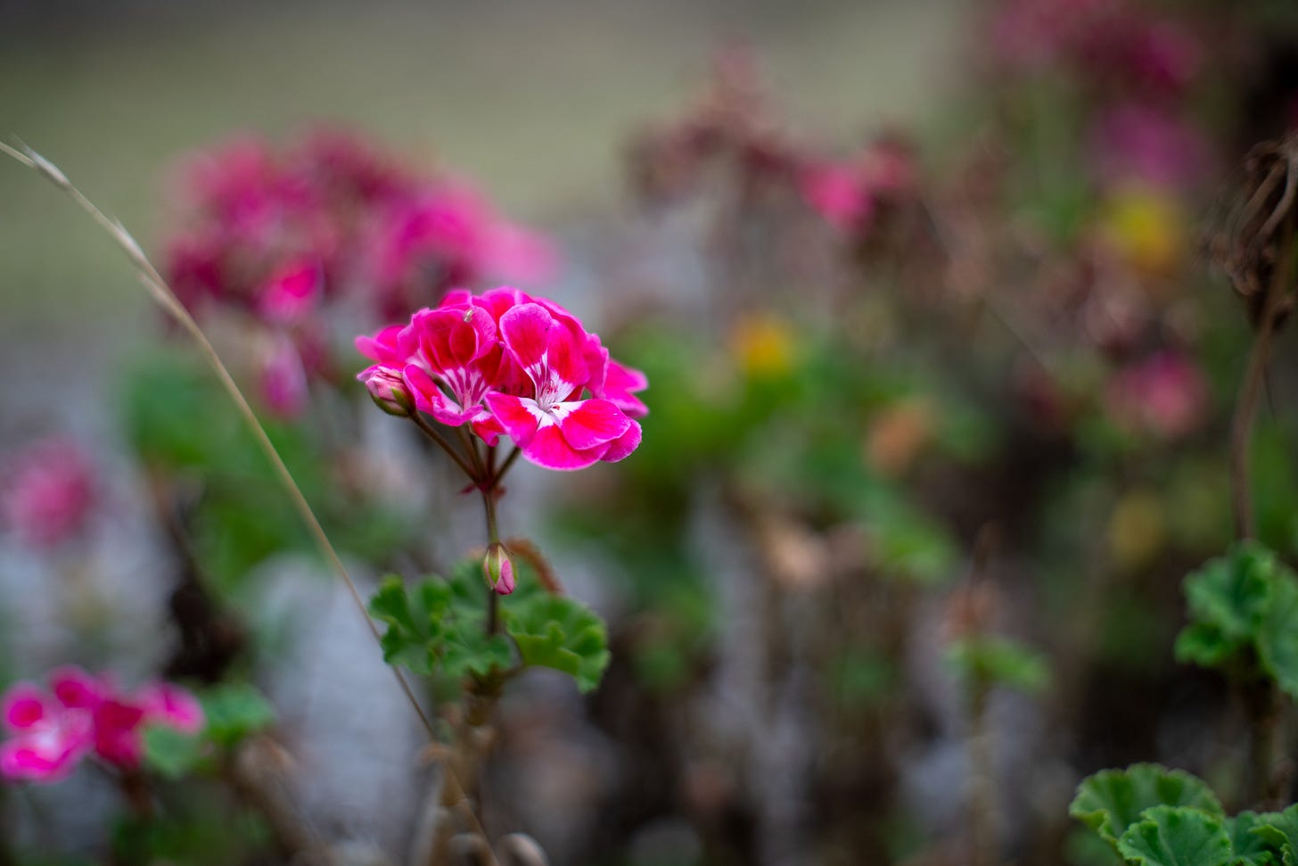 Super-Multi-Coated Takumar 50mm f/1.4 Lens Review