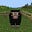 black sheep's avatar