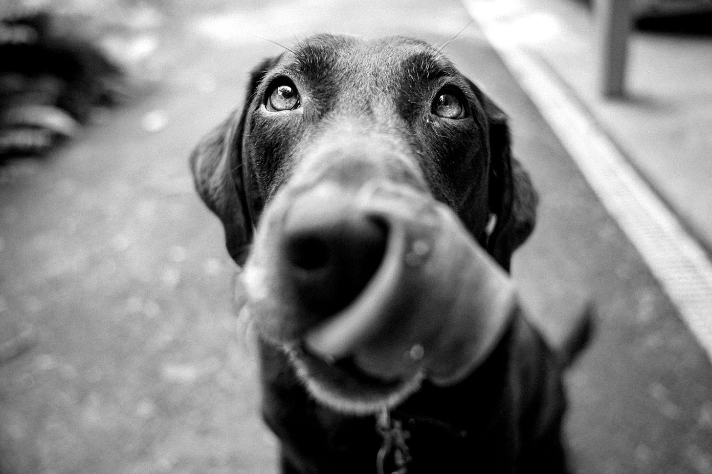 adult chocolate Labrador retriever adult chocolate Labrador retriever