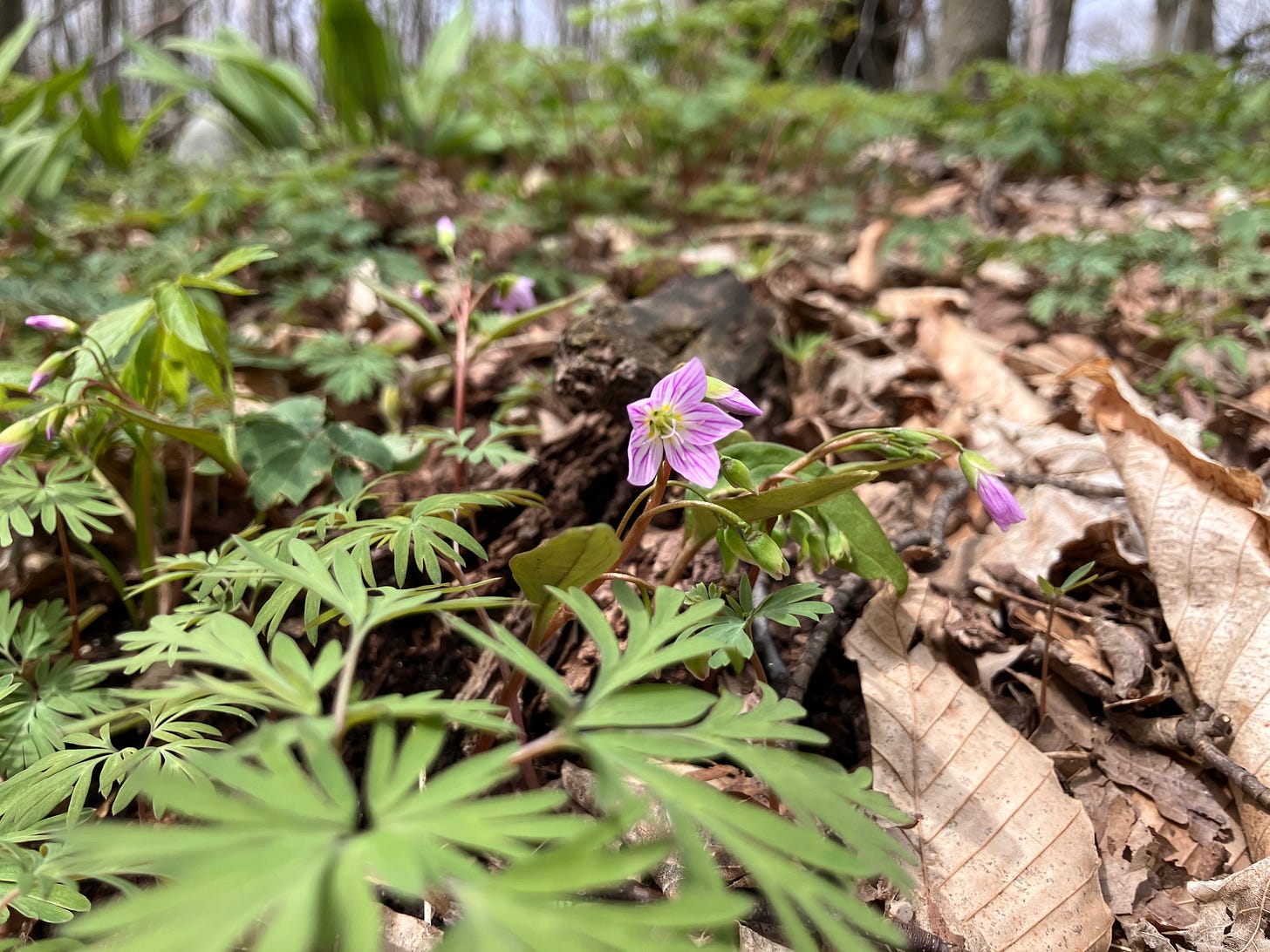 A photo of a woodland floor, with old leaves and new green shoots in the foreground. The photo is focused on a spring beauty, a small flower that is a pink-purple color. A photo of a woodland floor, with old leaves and new green shoots in the foreground. The photo is focused on a spring beauty, a small flower that is a pink-purple color.