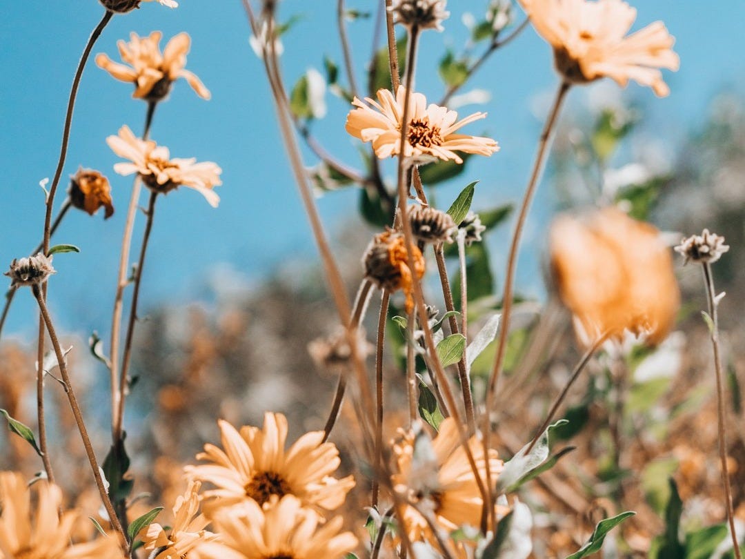 beige petaled flower