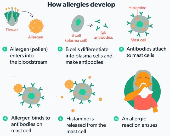 Conditions » Allergy New Zealand