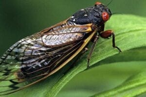 Adult Periodical Cicada Credit: Ed Reschke via Getty Images