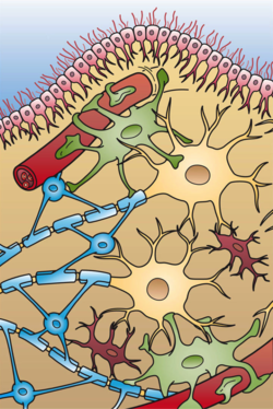 Glial Cell Types.png