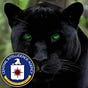 Commander and chief C.I.A's avatar