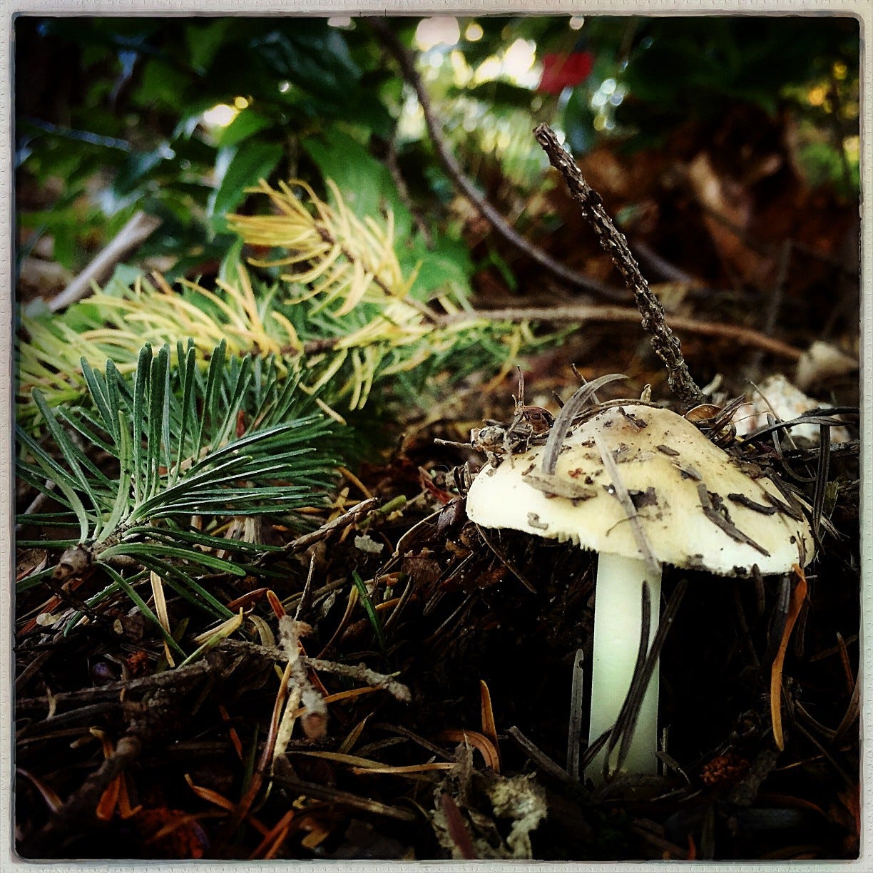 A small white mushroom growing up from the earth covered in pine needles.
