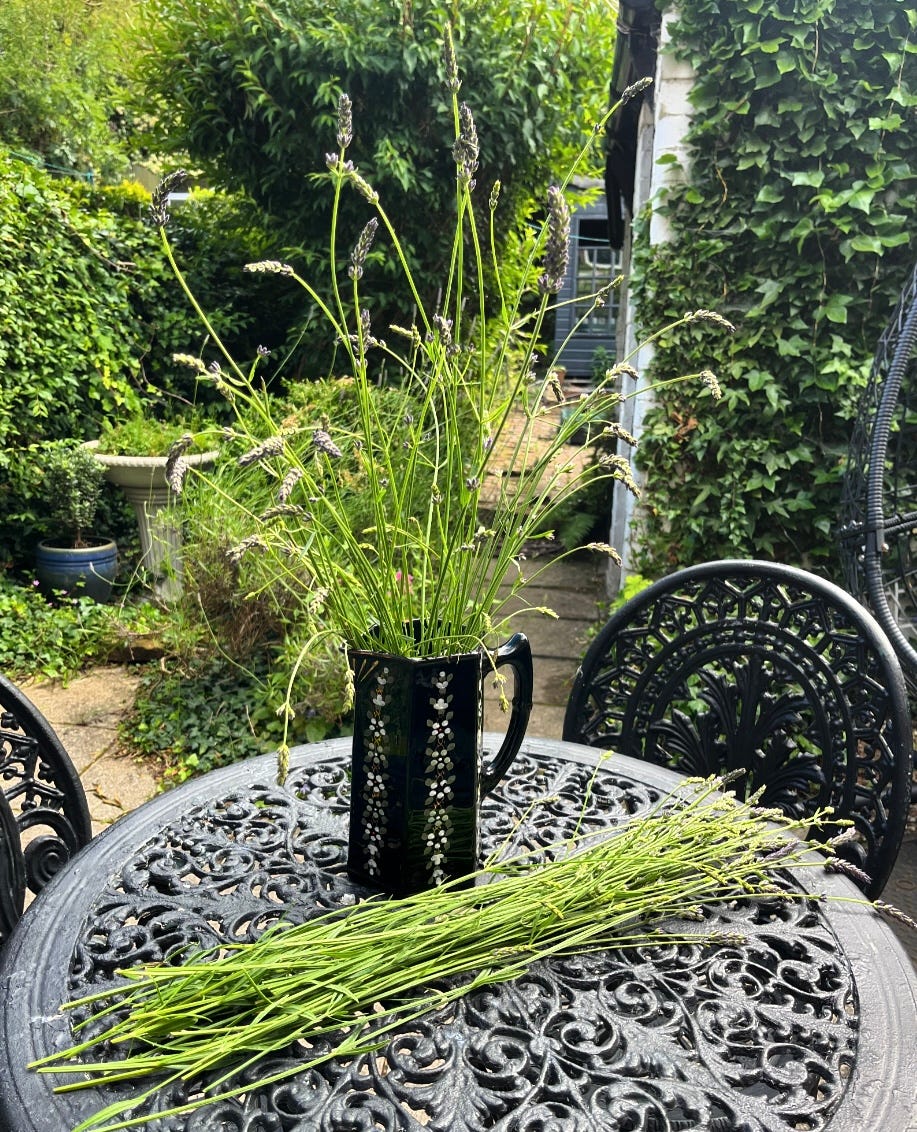 cut lavender from the garden