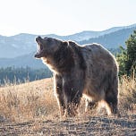 Capital Flows and Asset Markets