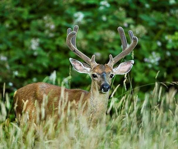 Columbian black-tailed deer | Washington Department of Fish & Wildlife Columbian black-tailed deer | Washington Department of Fish & Wildlife